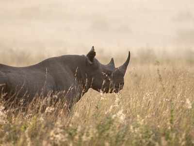 A rhinoceros stands among grass.