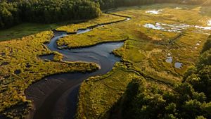 An aerial view of a tidal creek runs through a lush green saltmarsh.