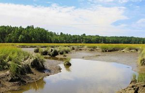Low tide in a stream in a field of salt marsh.
