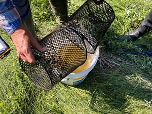 Two fish traps pouring fish into a bucket of water.