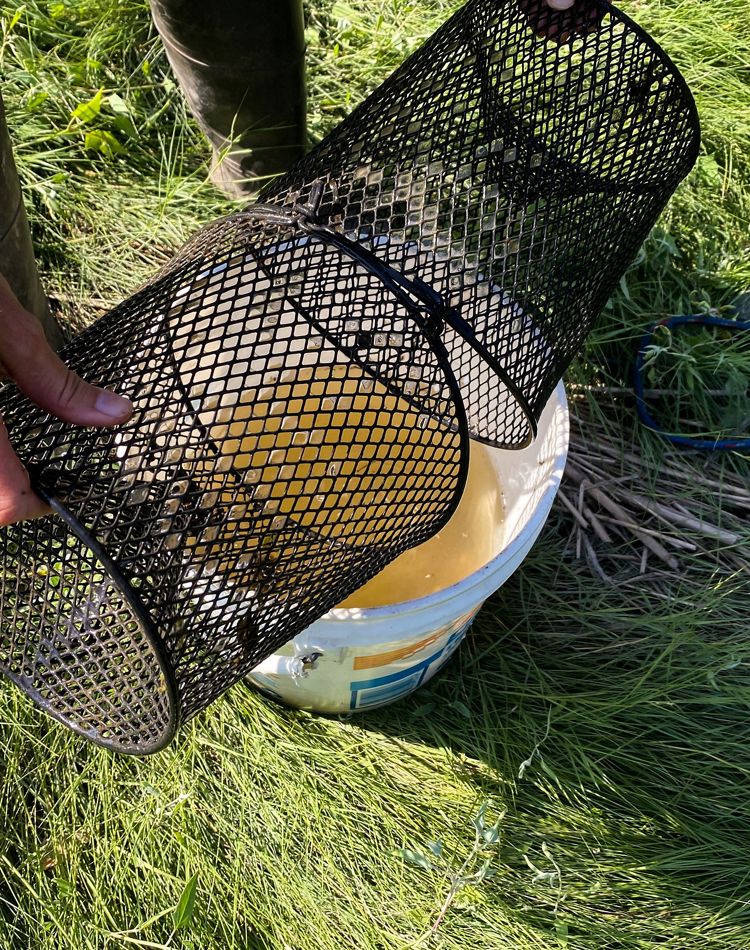 Two fish traps pouring fish into a bucket of water.