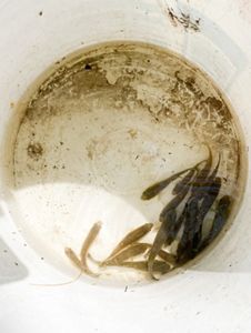 Looking down into a bucket containing many small fish. 