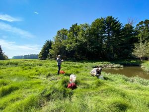 Two people performing scientific study in a saltmarsh.