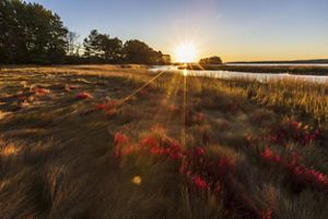 Dawn rising over a salt marsh.