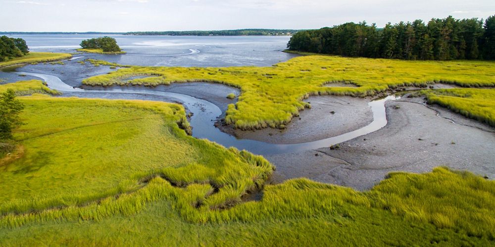 An aerial view of a creek winding through a saltmarsh.