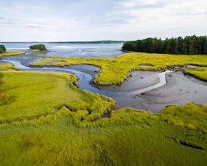 Green winding salt marsh.