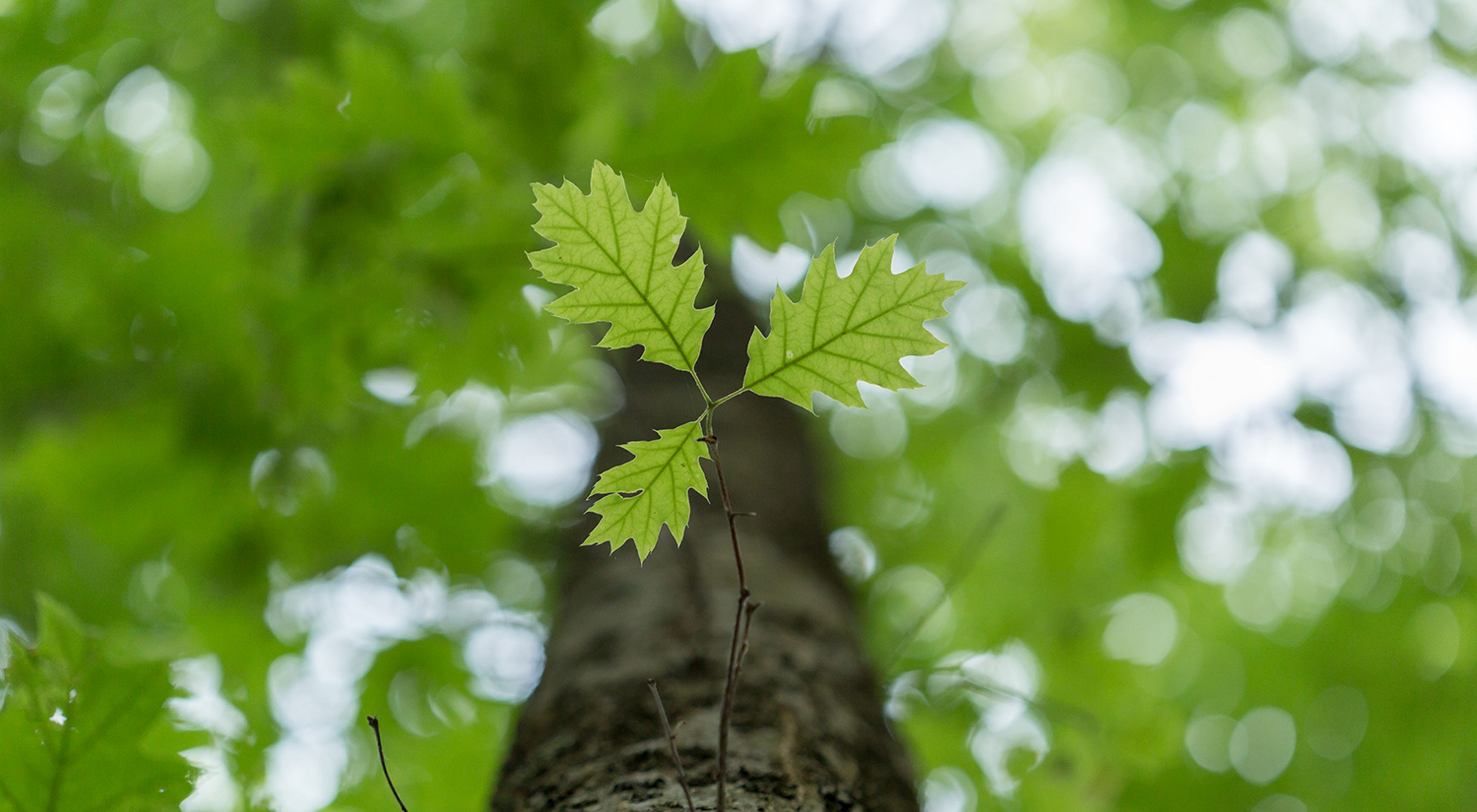 A small green branch with three leaves grows from a tall tree. 