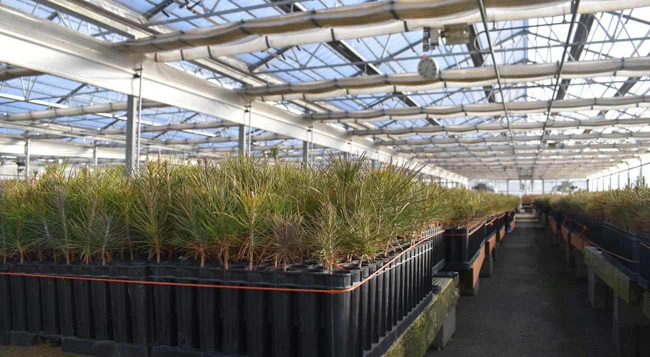 A greenhouse with long rows of evergreen tree seedlings arrayed on tables.