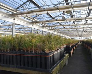 Tree seedlings growing in a greenhouse.