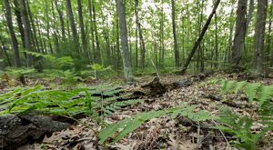 Plants grow along a forest floor in Lukas Woods at Portage Point Woods Preserve in Michigan.