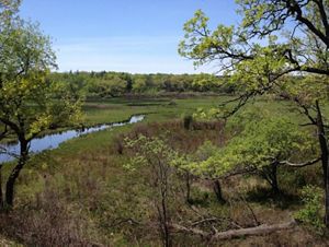Field of vegetation lush and green about 14 days after a prescribed fire. 