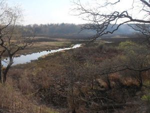 Field of vegetation blackened from a prescribed fire. 