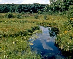 A small flat steam winds through lush green vegetation.