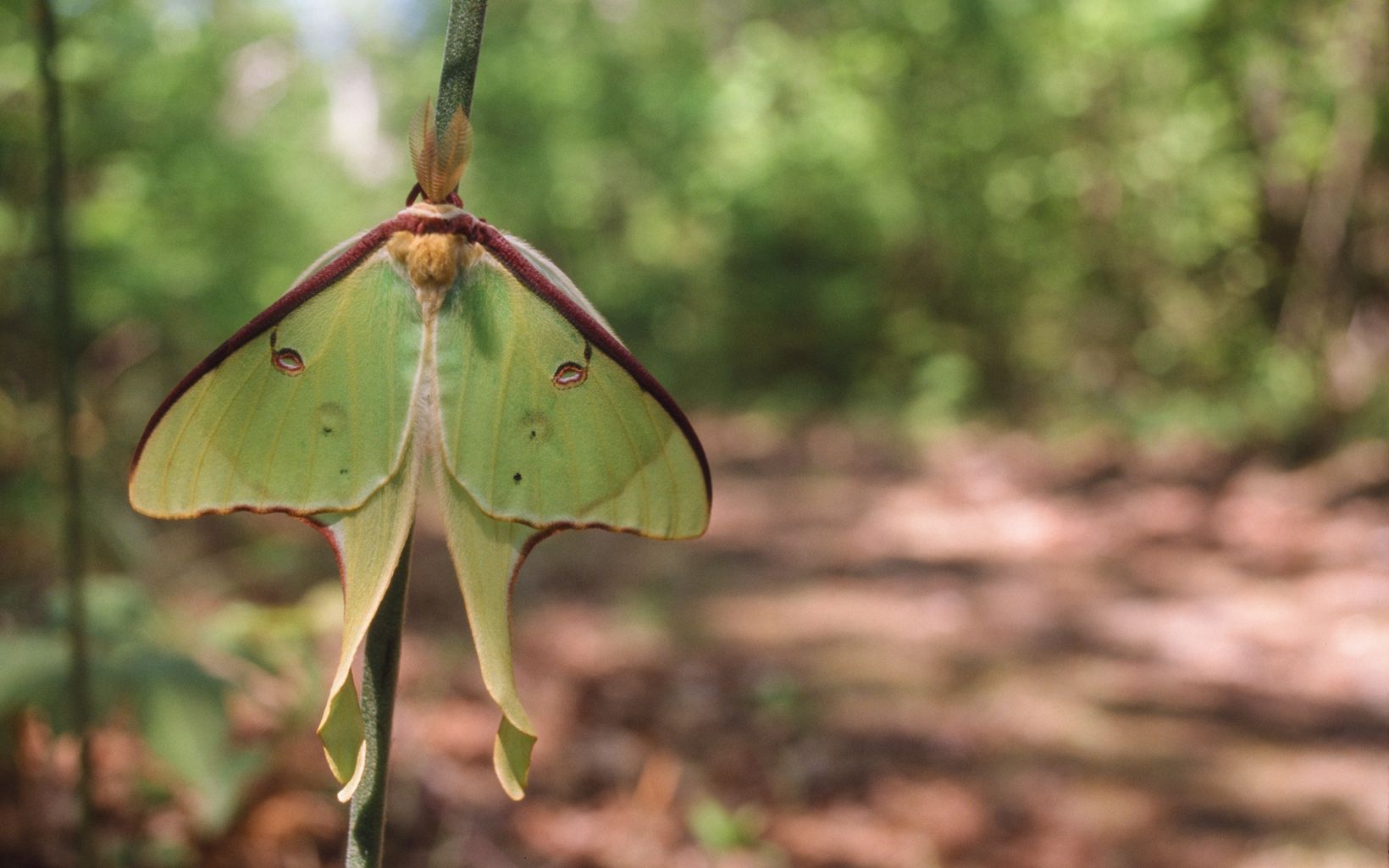 Luna Moth Luna moths wrap their cocoons in leaves. © Dave Ewert / TNC