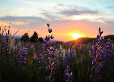 Field of lupine at sunset.