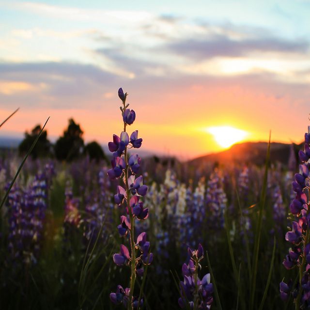 Field of lupine at sunset.