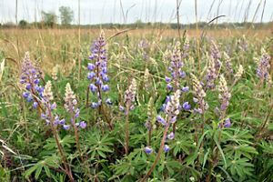 A field full of wild lupine in bloom, with tall, narrow purple petals.