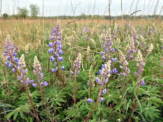 Stalks with clusters of large purple flowers grow in bunches, surrounded by tall prairie grasses, which can be seen stretching off into the distance.