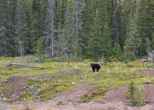 black bear in a forest clearing in thaidene nene national park in canada's northwest territories