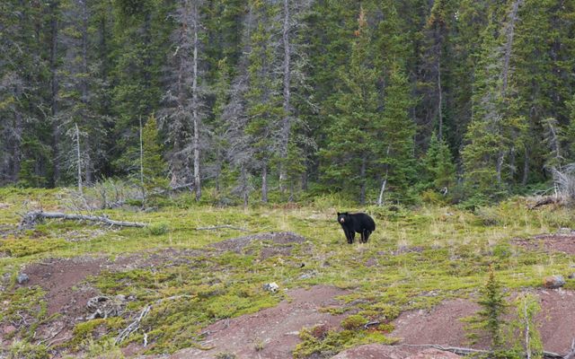 black bear in a forest clearing in thaidene nene national park in canada's northwest territories