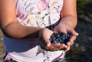 first nation girl holds a handful of freshly picked blueberries in her hands