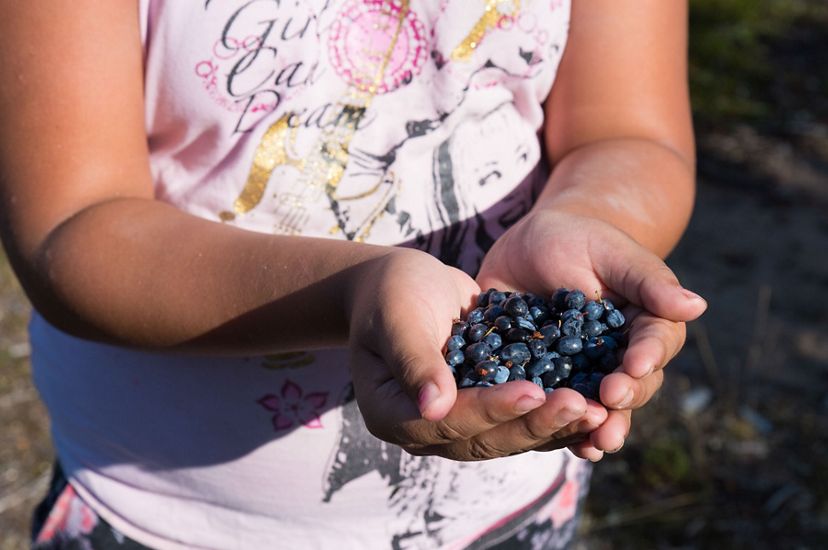first nation girl holds a handful of freshly picked blueberries in her hands