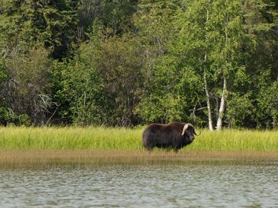 Muskox