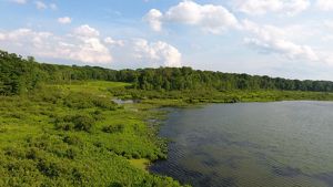 Snow Lake next to lush vegetation and trees at the Lucia S. Nash Nature Preserve.