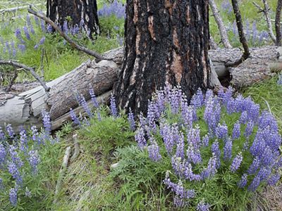 A healthy fire invigorates many plants that are adapted to fire and generates soil nutrients that are essential for plant regrowth.