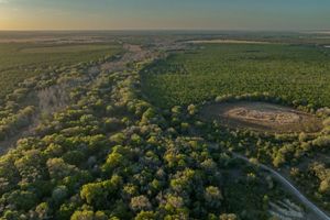 How We're Helping Protect Endangered Florida Panthers