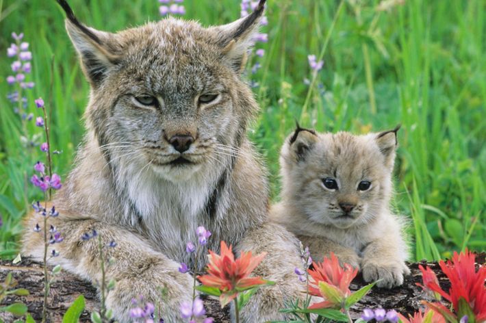 Although the lynx is now listed as a federally threatened species, winter snow track surveys show there are good numbers of lynx in Montana.