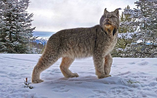 Canada lynx stands in snow and looks in the distance with backdrop of mountains.