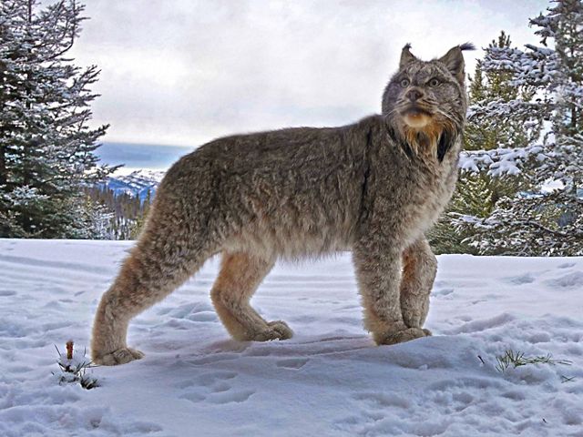 Canada lynx stands in snow and looks in the distance with backdrop of mountains.