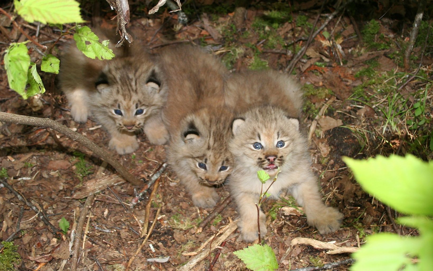 Three fluffy lynx kittens lying next to each other in leaf litter and looking up at the camera.