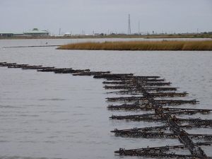 Oyster reef cages along the shoreline of Grand Isle, LA.