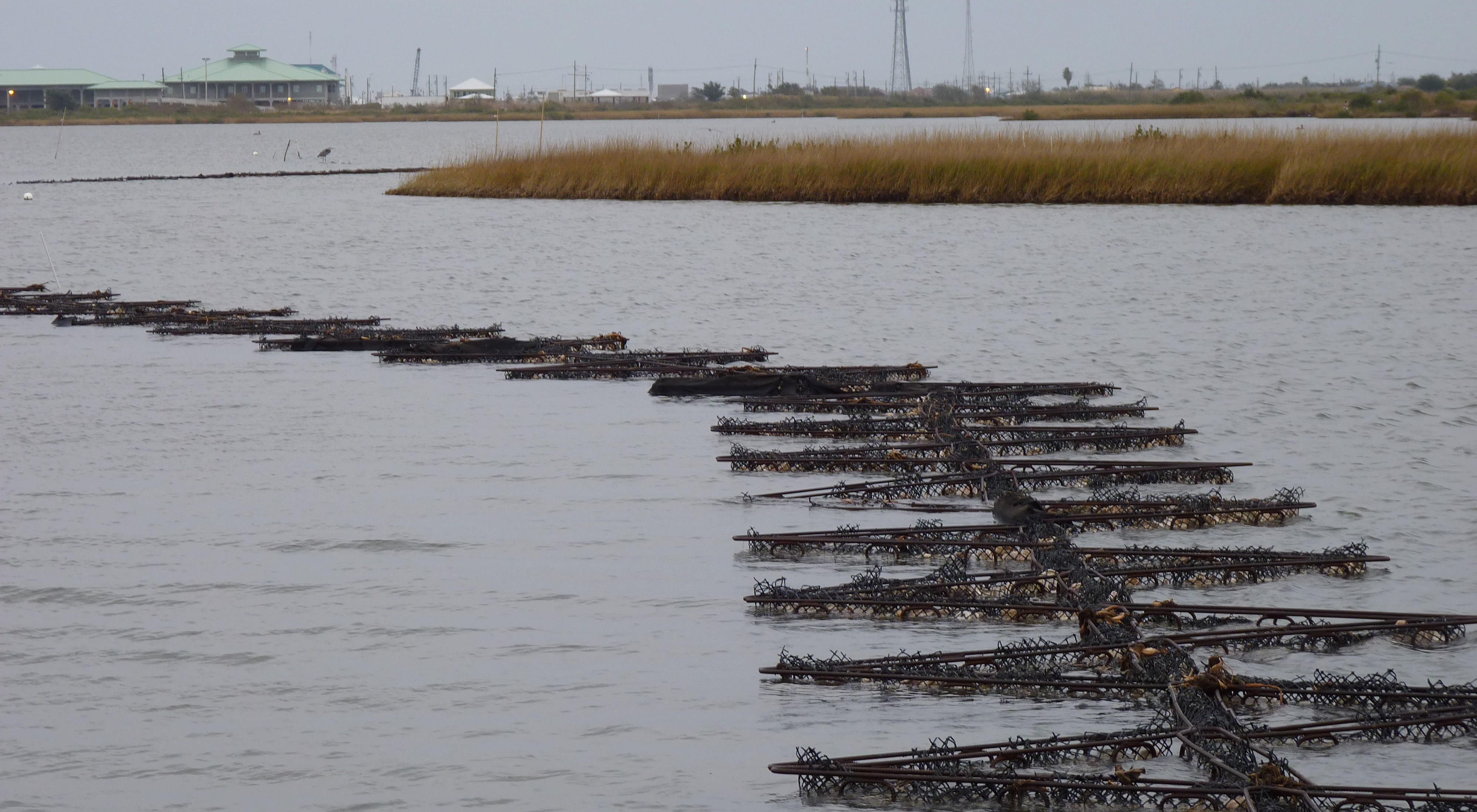 Oyster reef cages along the shoreline of Grand Isle, Louisiana. 
