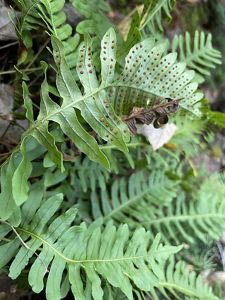 A green fern with small red circles on its underside grows in a rocky area.