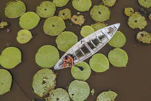 Vista áerea de un lago de aguas café, con plantas acuáticas circulares verdes flotando, y al centro un bote con una pescadora. Zona del Tapajós, Amazonía brasilera. 