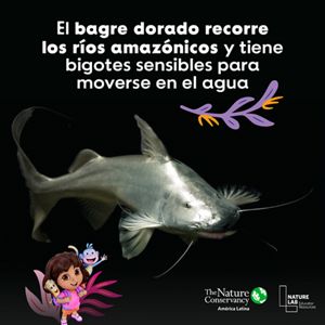 Bagre dorado con fondo oscuro y graficos de dora y sus amigos.