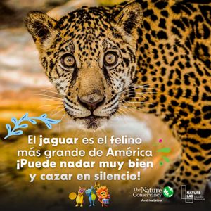 Image de un jaguar, felino que se mueve entre la tierra y el agua en la Amazonía. 