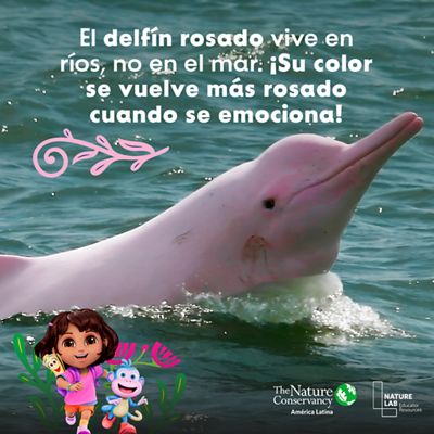 un delfin color rosado en un rio habitante de la Amazonía.