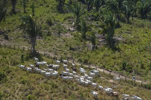 Grazing herd in the Amazon. 