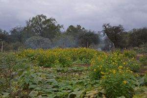 Saving the Gran Chaco