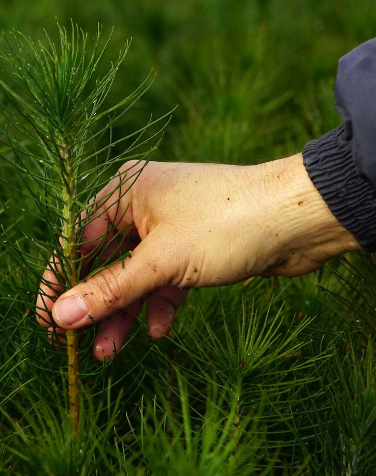 Manual de Buenas Prácticas Agrícolas (BPA)
