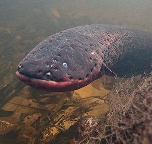 Imagen de anguila eléctrica, pez robusto, ancho, de ojos pequeños y cuerpo largo, bajo el agua de un río amazónico. 