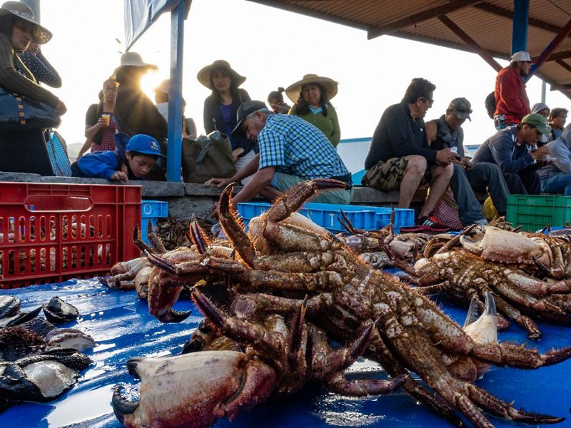 The Humboldt Current, a sea full of life to feed the planet