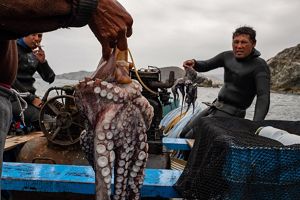 Buzos pescadores mostrando un pulpo recién capturado a la cámara en un bote de pesca. 