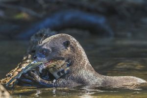 Nutria gigante comiendo peces en el río Tapajós, Brasil. 