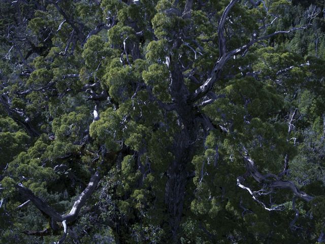 Vista aérea del antiguo bosque lluvioso templado en la Reserva Costera Valdiviana de TNC, Chile.
