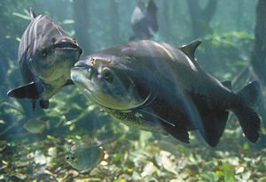 Grupo de tambaquíes, peces grises y robustos, bajo las aguas cristalinas de un río amazónico. 